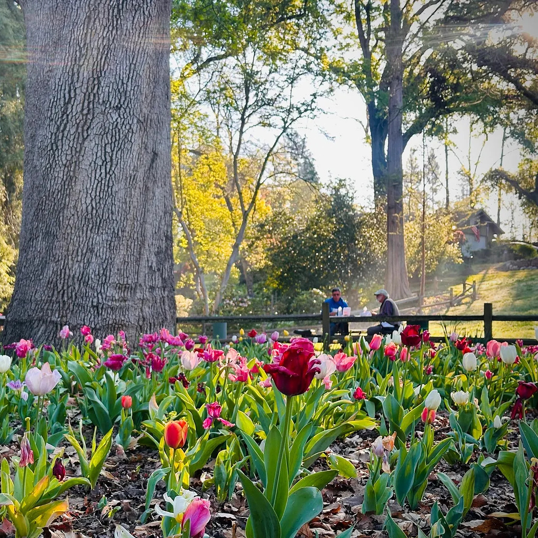 tulips square
